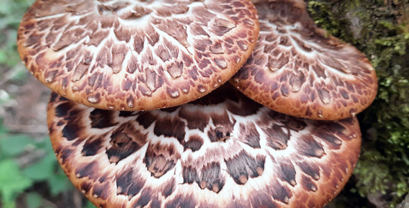 Cerioporus squamosus