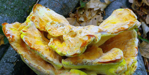 Laetiporus sulphureus